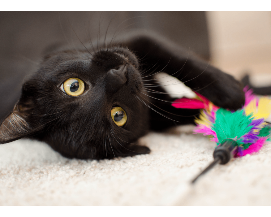 Cat with Toy