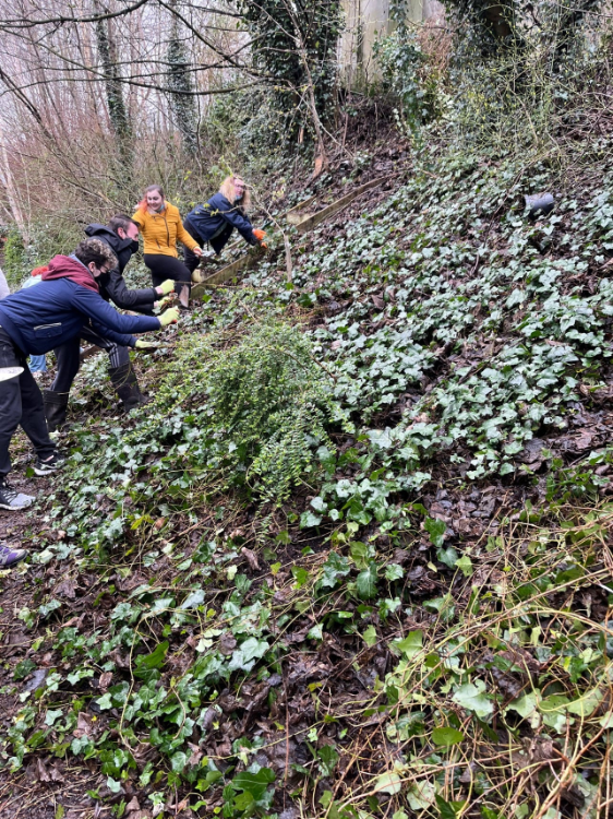 Students clearing ivy