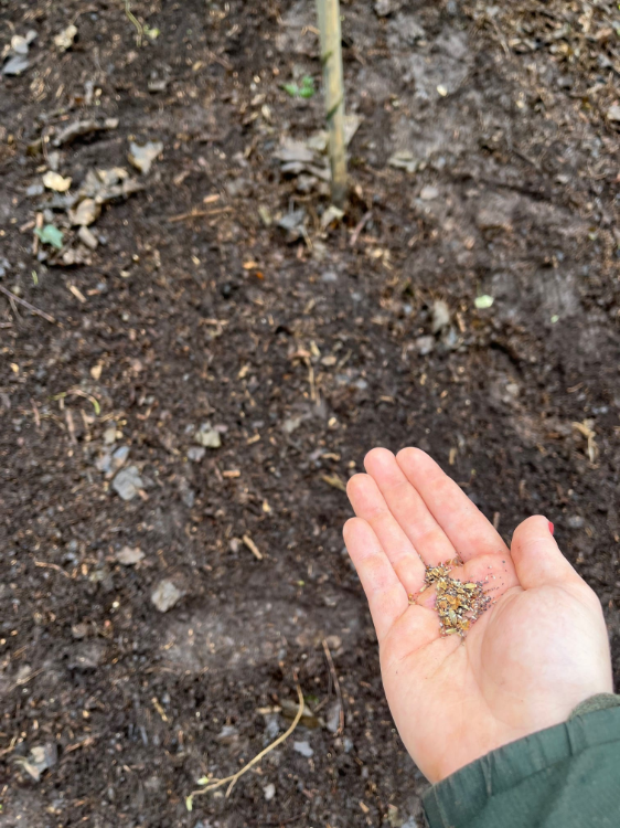 hand with wildflower seeds