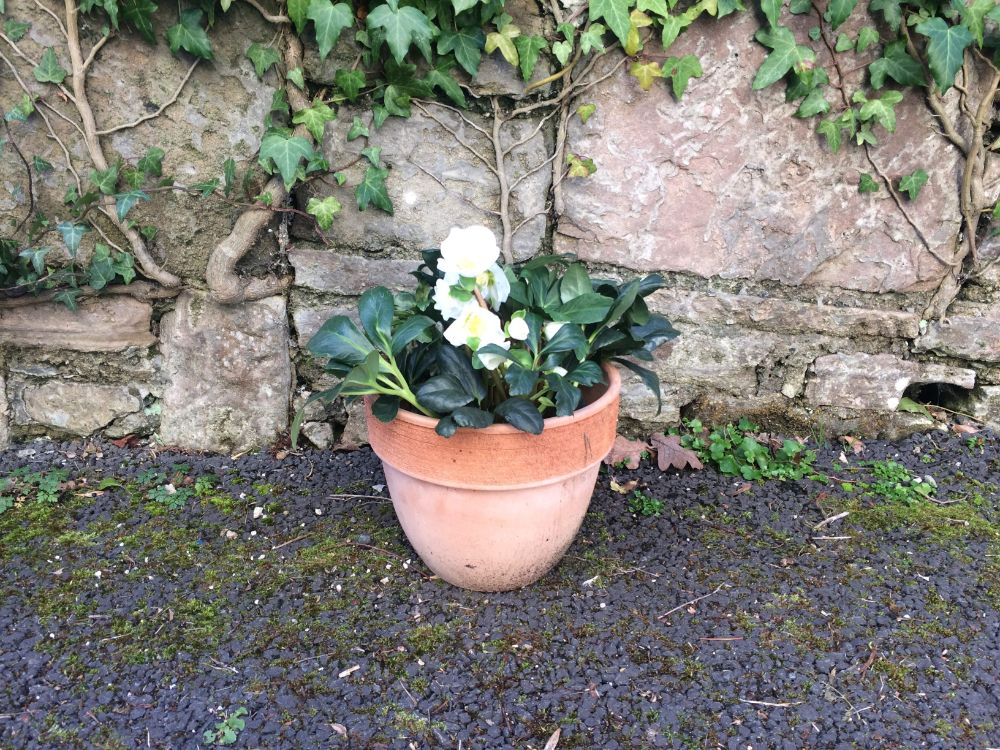 plant within a pot