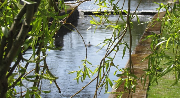 A duck out of focus from behind a branch