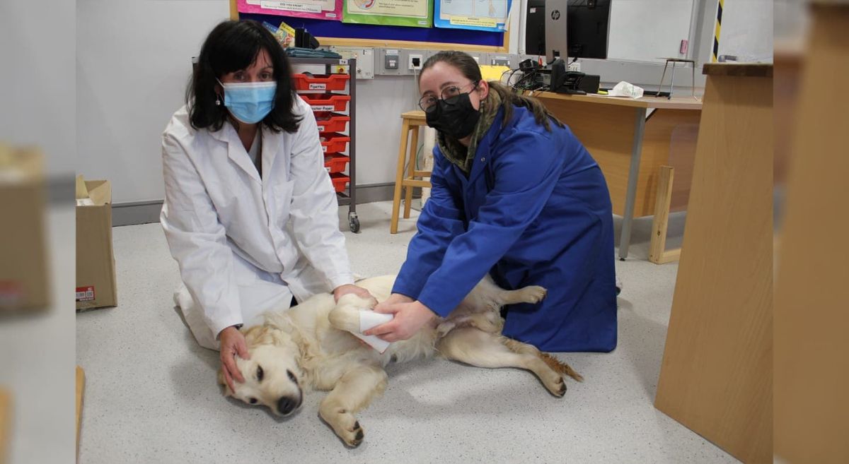 Lecturer Diane McKay oversees Amy Pue, student, bandage Brody the dog.