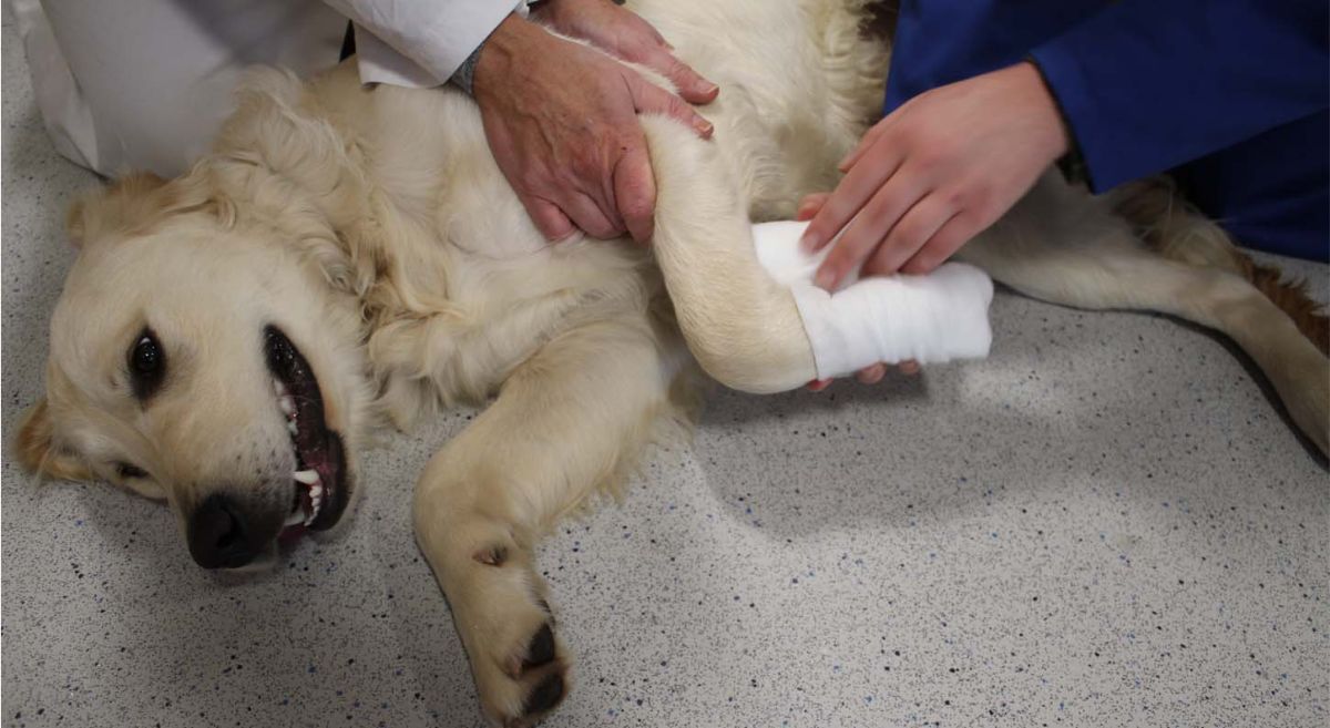 Brody the Golden Retriever 'plays' patient. 