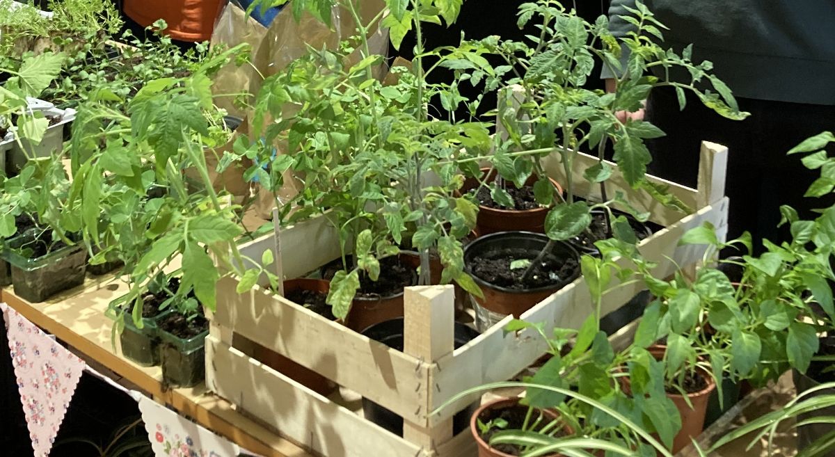 Plants for sale on display