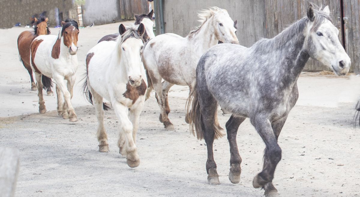 White, dappled and brown horses running through snow.