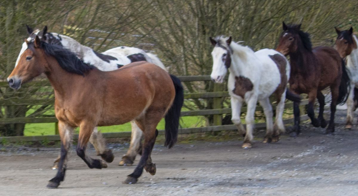 Brown and white horses running in a lane with trees in the background.